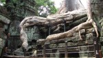 Ta Prom, Angkor Wat, Kambodža