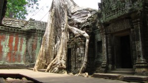 Ta Prom, Angkor Wat, Kambodža