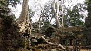 Ta Prom, Angkor Wat, Kambodža