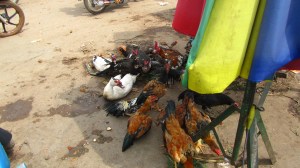 Stung Treng, Kambodža