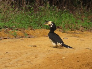 Hornbill, Ko Chang, Thailand