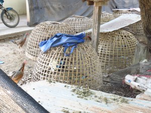 kokoši, Nan, Tajland