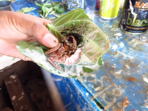 betel, Maungmagan plaža, Mijanmar