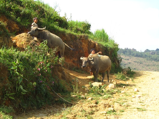 Bivoli, Sapa, Vijetnam