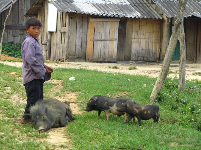 Crne Vijetnamske svinje, Sapa, Vijetnam